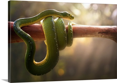 Tree Snake