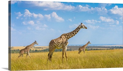 Trio Giraffes