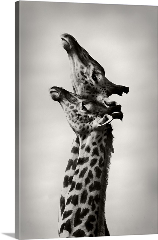 True Love Wall Art, Canvas Prints, Framed Prints, Wall Peels Great