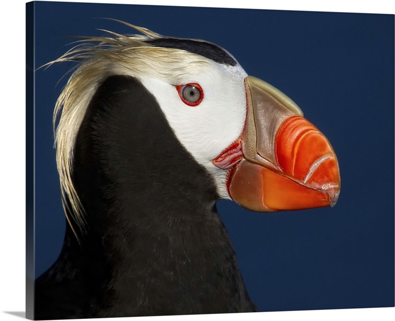 Tufted Puffin | Great Big Canvas