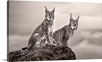 Two Lynx on Rock