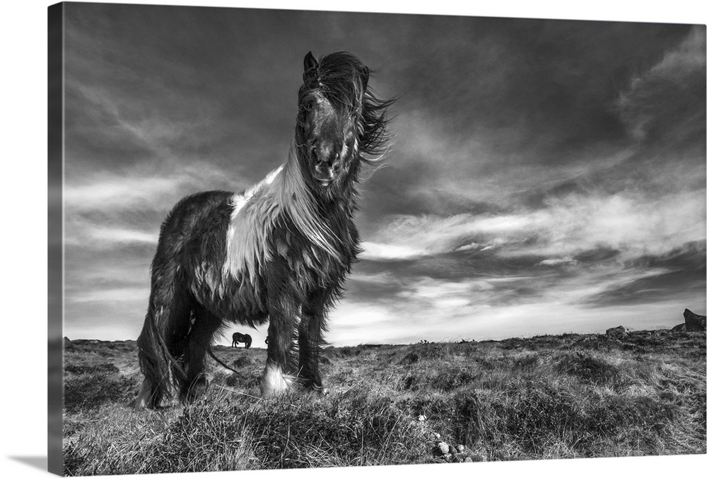 Black and white image of an Icelandic pony standing in a field.