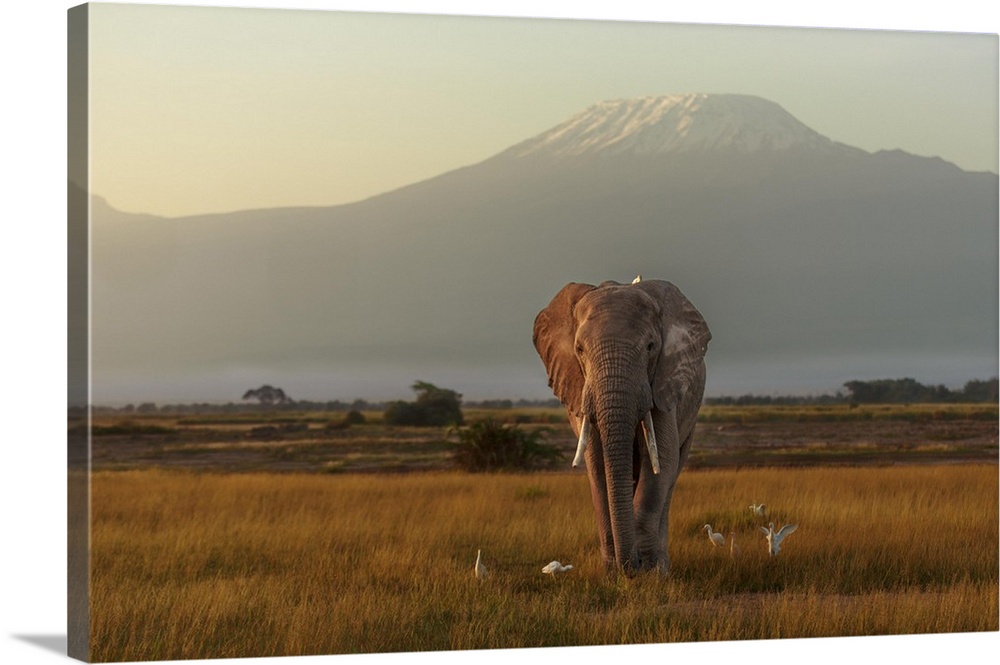 Landscape photograph of the African savannah with an elephant walking with a bird on its back as well as birds flying arou...