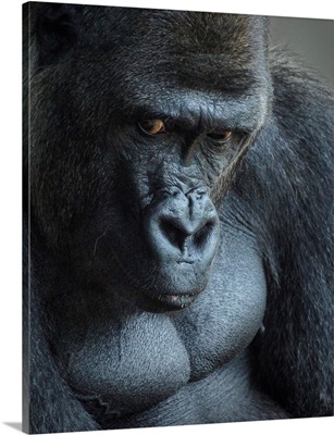 Unhappy Gorilla