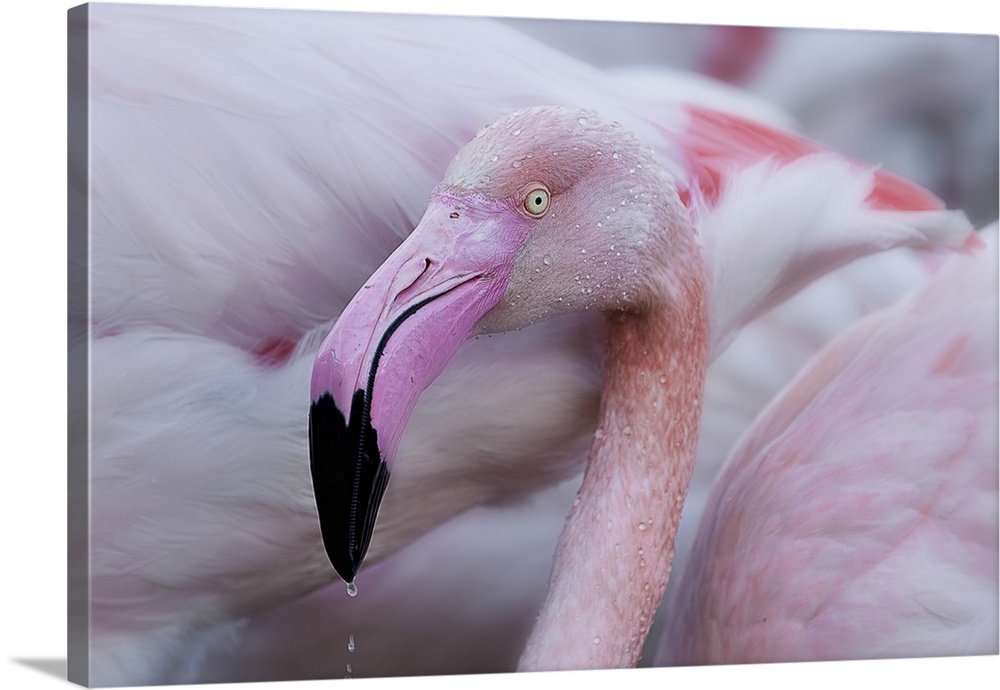 Close-up photograph of a pink flamingo dripping water from its beak.