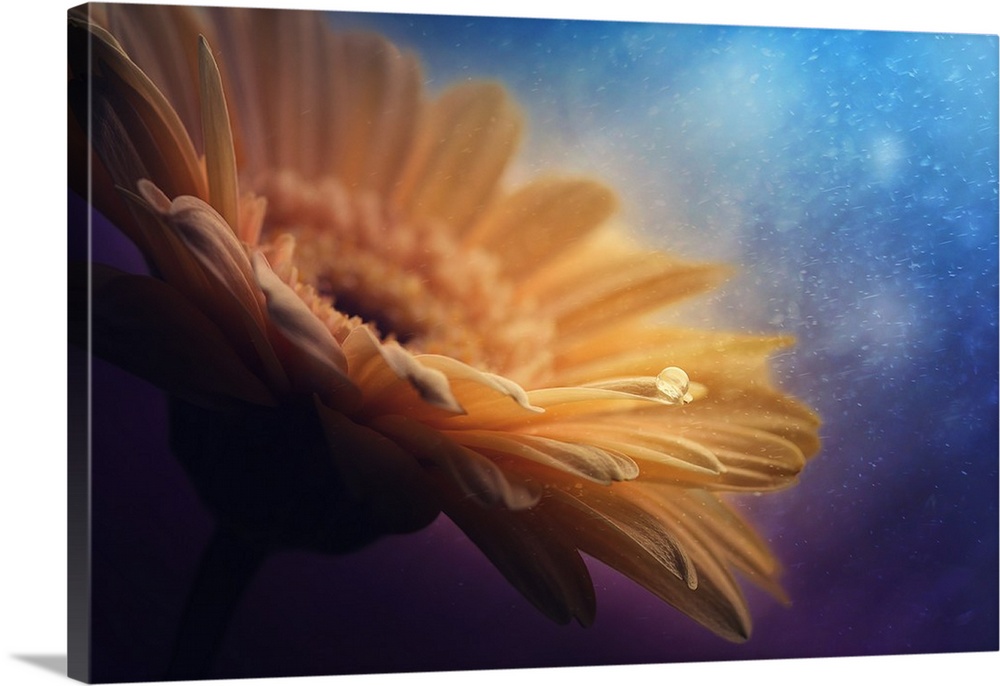 Macro shot of dew drops on the petals of a daisy in hazy light.