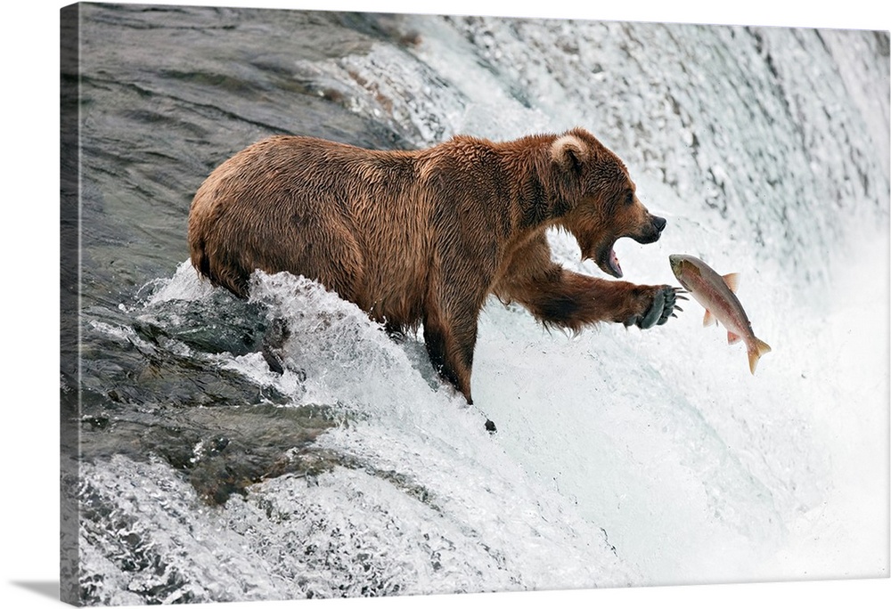 A grizzly bear standing on the edge of a waterfall reaches out to catch a fish flying through the air.