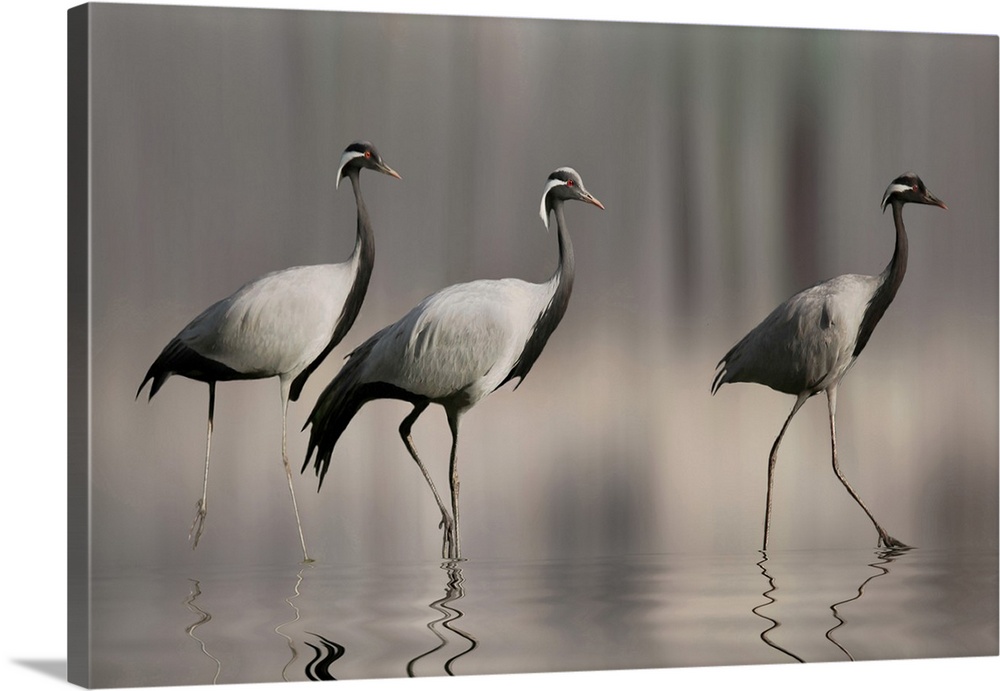 Three Demoiselle cranes walking in shallow water.