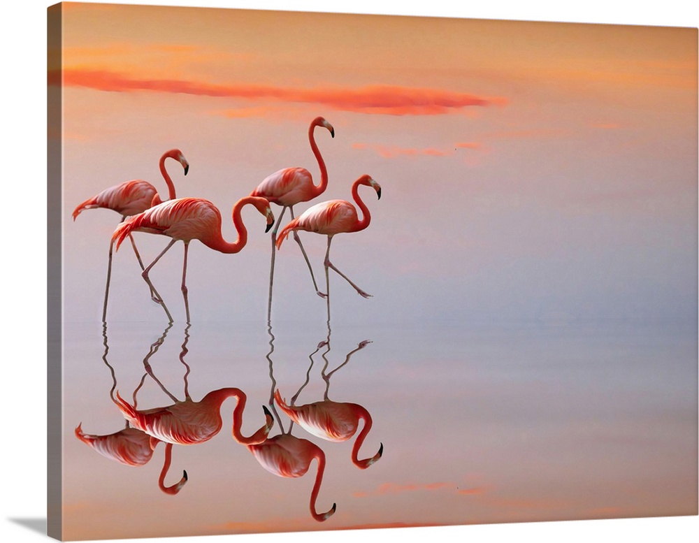 Four flamingos walk delicately in shallow water.