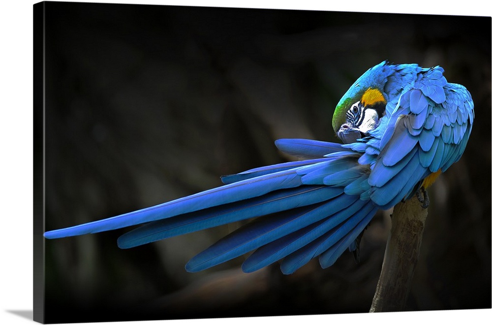 A blue and gold macaw preening its tail feathers.