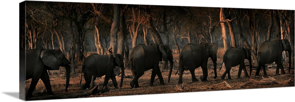 Panoramic photograph of six elephants walking in a straight line through the jungle.
