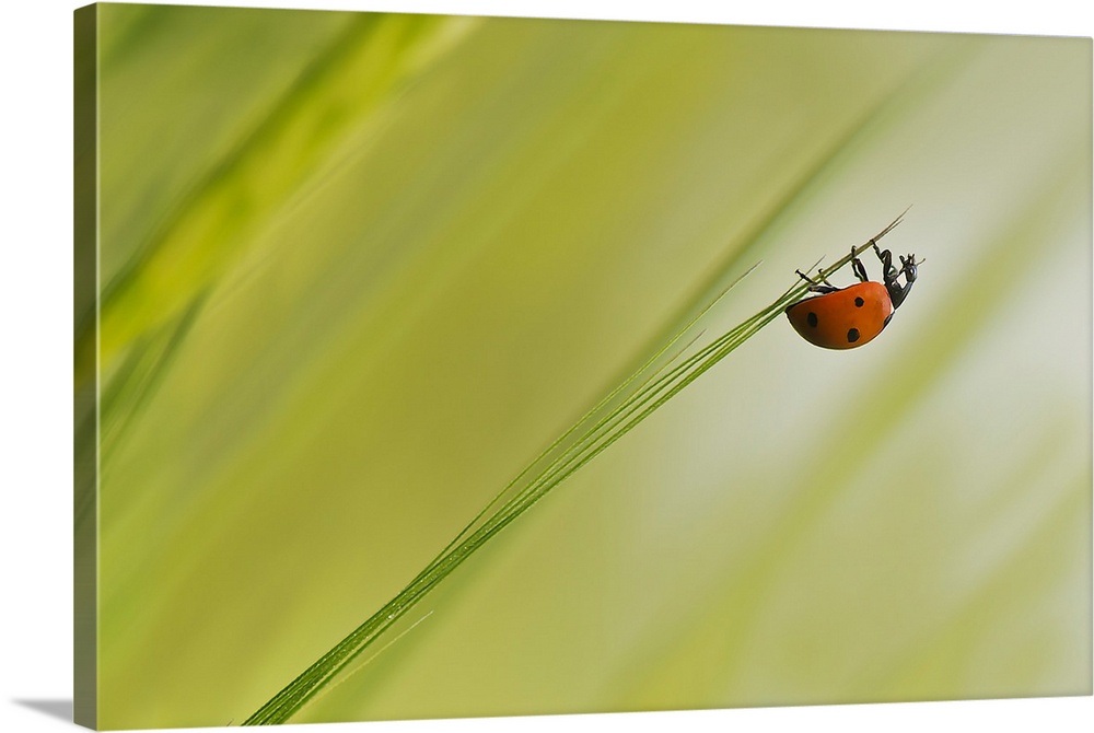 A ladybug hangs upside-down from the tip of a blade of grass.