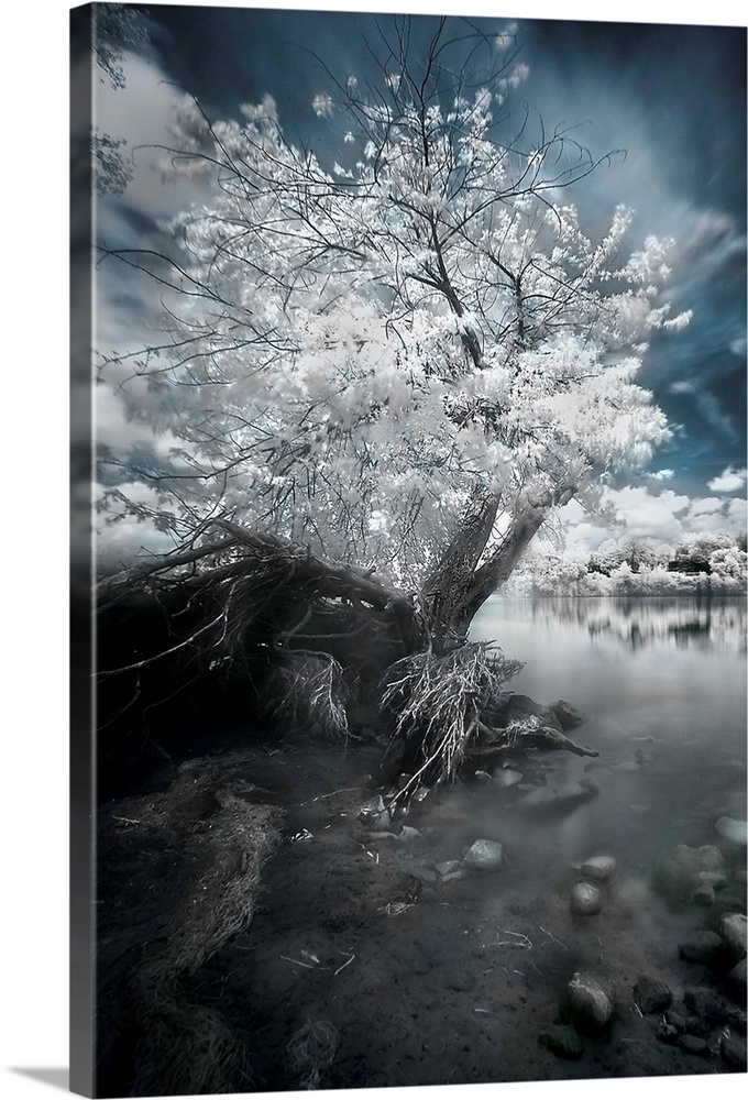 A fine art photo of a tree with white foliage rooted on the rocky edge of a river.