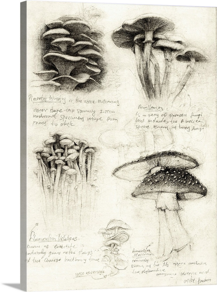 Various Botanical Mushrooms
