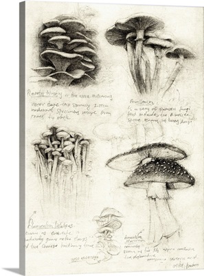 Various Botanical Mushrooms