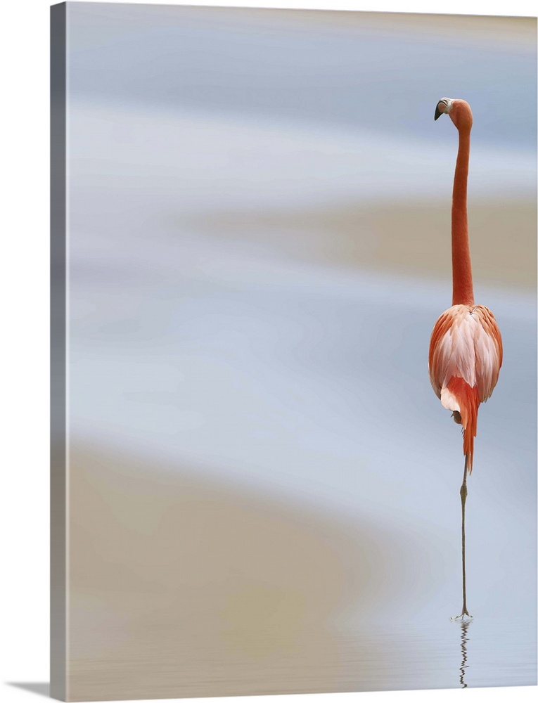 A Caribbean Flamingo stands on one leg in shallow water.