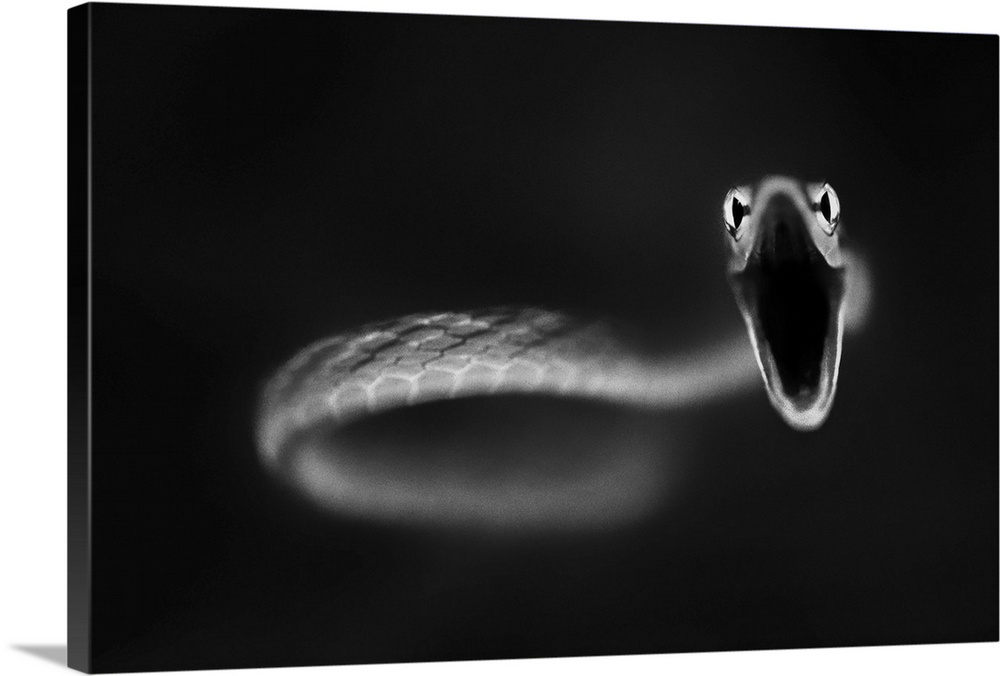 A coiled up snake with wide open mouth, ready to strike.