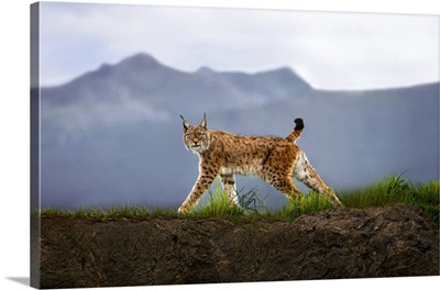 Walking Lynx