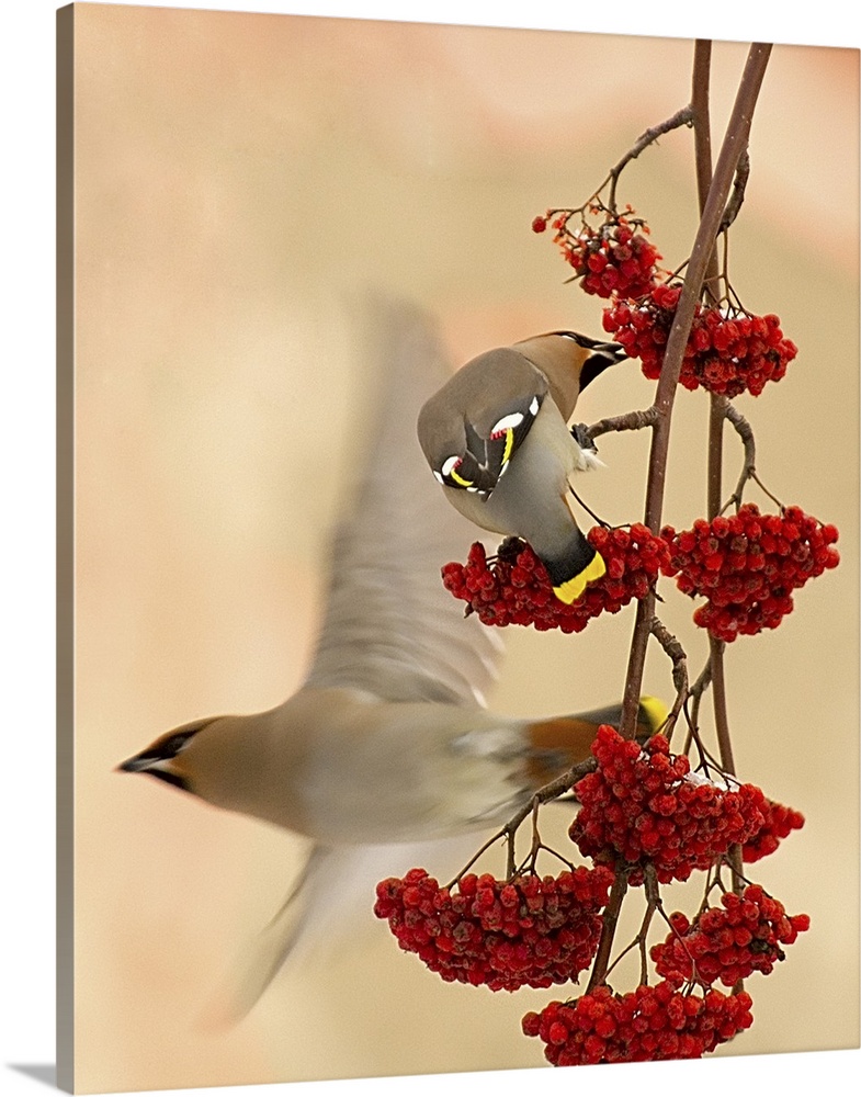A Cedar Waxwing eats berries hanging from a branch as another flies off.
