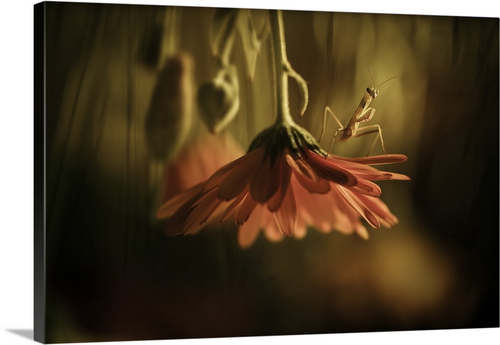 Close up image of a small mantis on the petals of an upside-down flower.