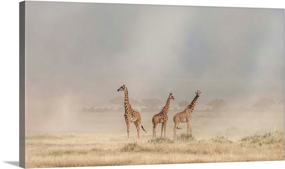 Photograph of three giraffes surrounded by the desert dust.