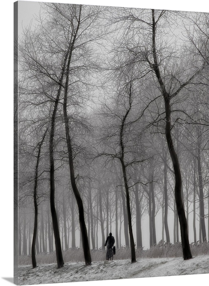 Silhouetted figure riding bicycle among tall spindly trees in a forest.