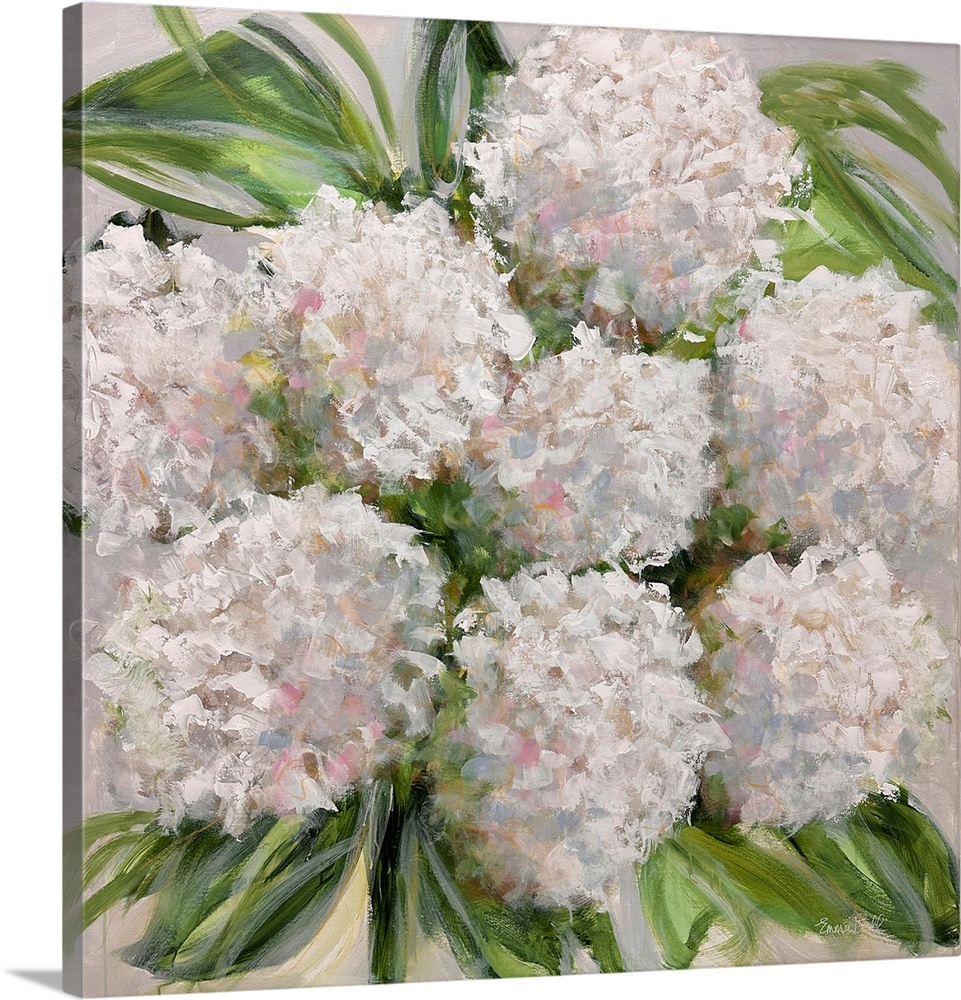 White Hydrangea Bloom