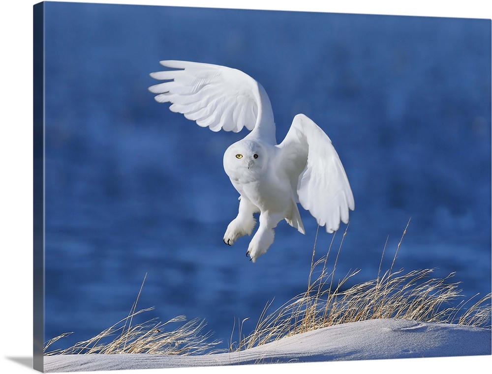 A stark white Snowy Owl takes flight over a snowy landscape.