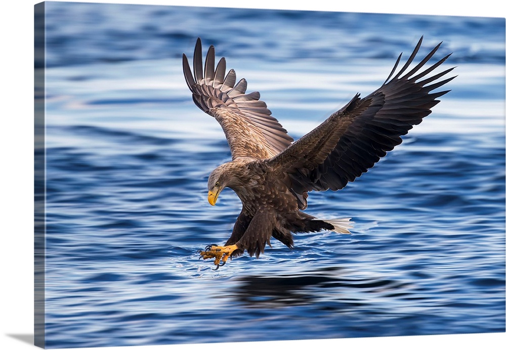 White-Tailed Eagle