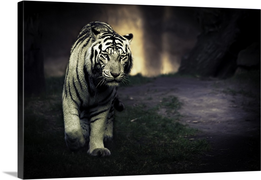 White tiger prowling around its territory.