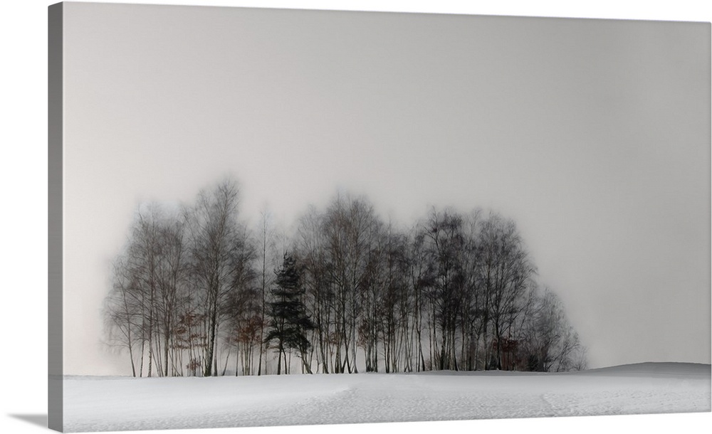 A grove of trees in a snowy landscape on a grey winter day.
