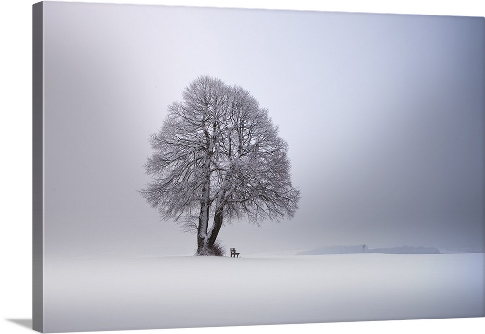 A lone tree in a snow-covered landscape wit ha small bench, Germany.