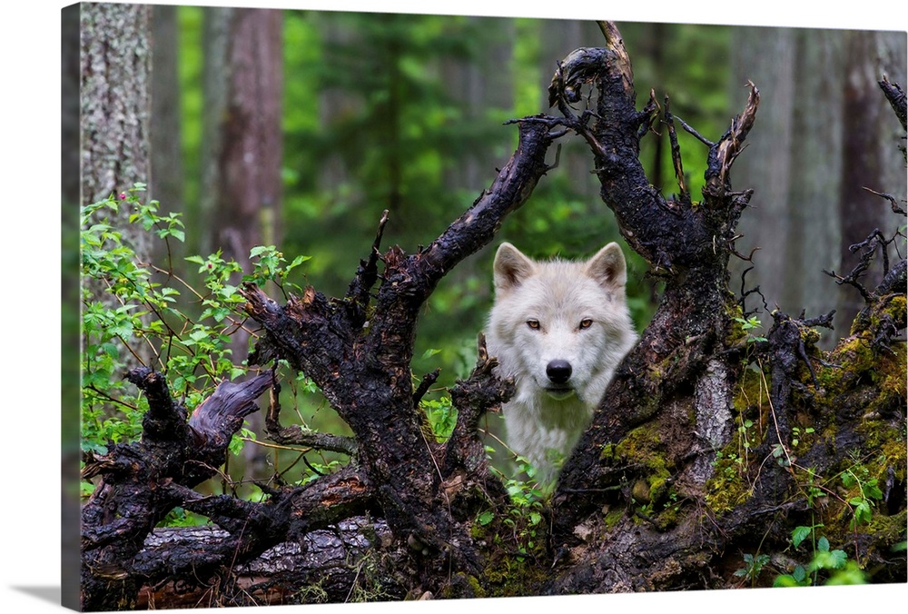 A portrait of a white wolf seen through gnarled branches of a dead tree.