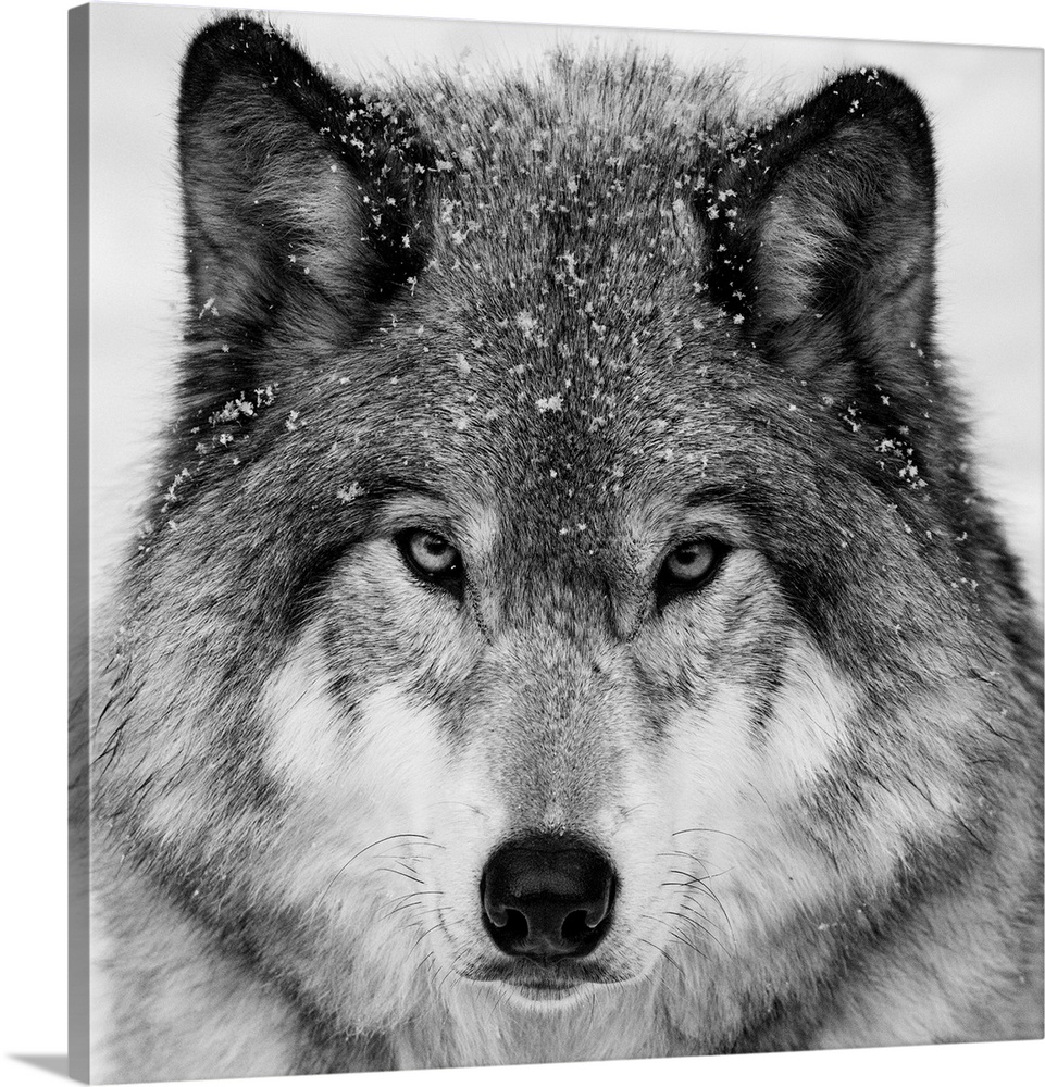 Wolf Portrait