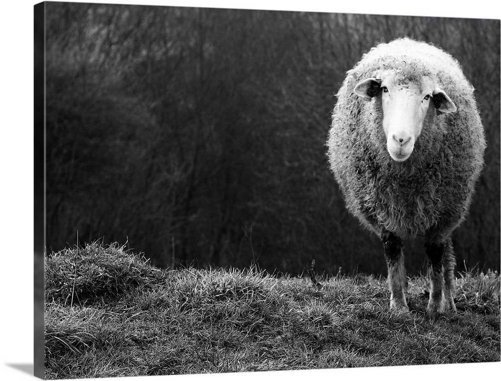 A black and white photograph of a sheep.