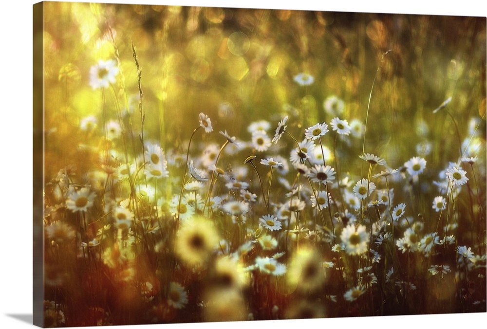 Field of daises with golden light in the afternoon.