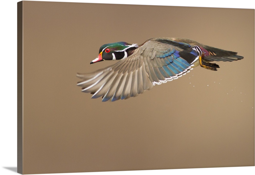 A wood duck in mid flight, showing off the colors on his wings.