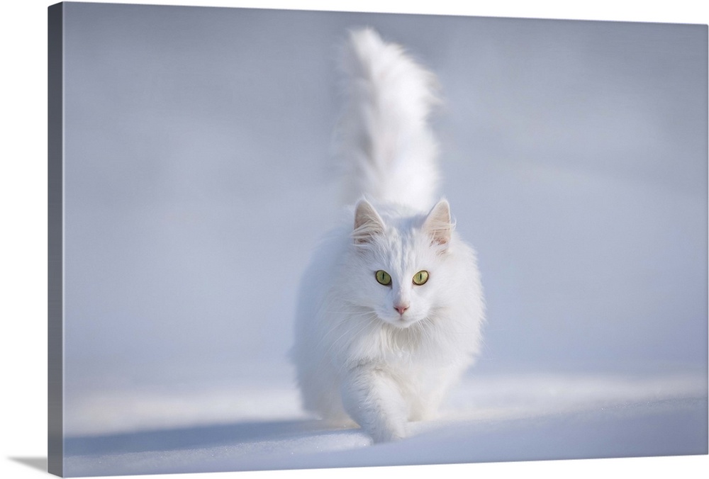 A white Persian cat with bright green eyes walking in the snow.