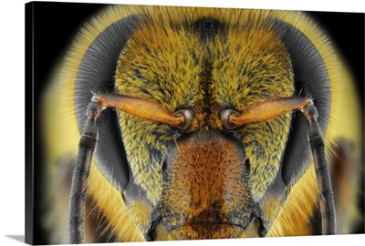Yellow-Faced Bee