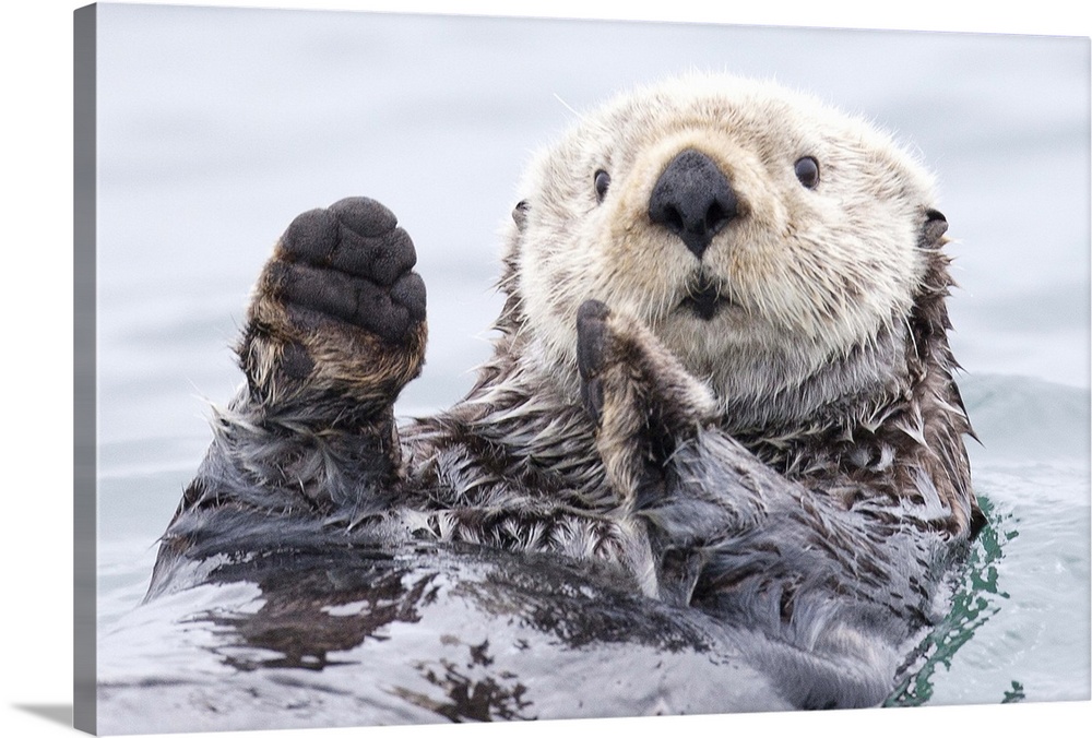 Cute sea otter floating on the water with a quizzical expression holds its paws up.
