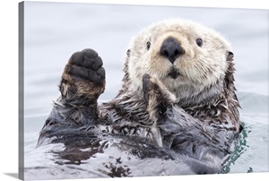 Yesterday I Caught A Fish Thiiis Big! image thumbnail