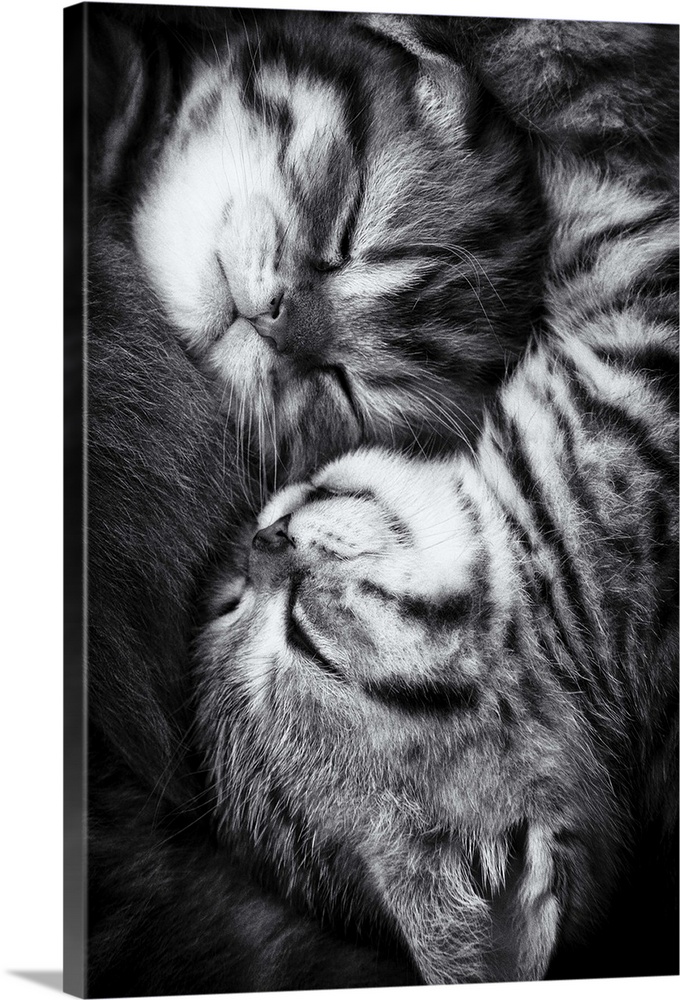 Two tabby kittens cuddling together during a nap.
