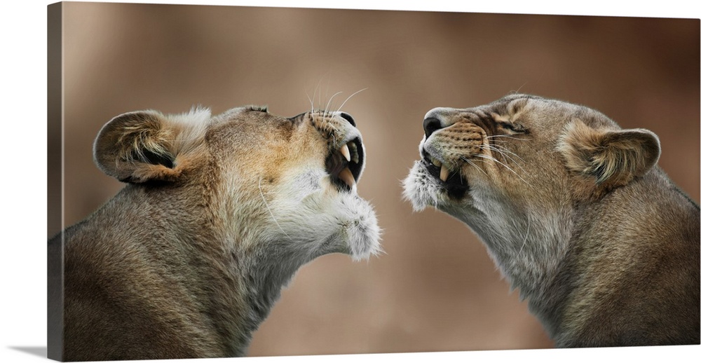 Photograph of two lionesses who look like they are communicating.