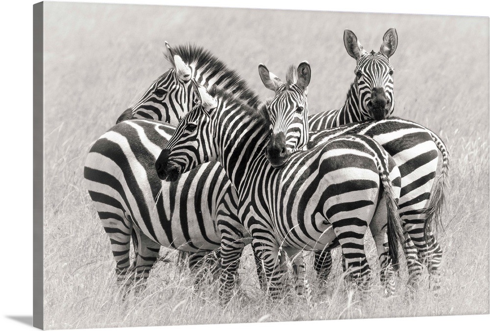 A group of zebras huddled together to create a camouflage for protection in the Savannah.