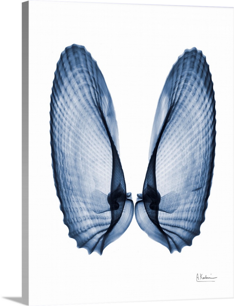 An x-ray photograph of seashells next to each other like angel wings against a white background.