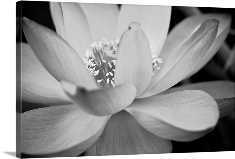 Black And White Flower II Wall Art, Canvas Prints, Framed Prints, Wall