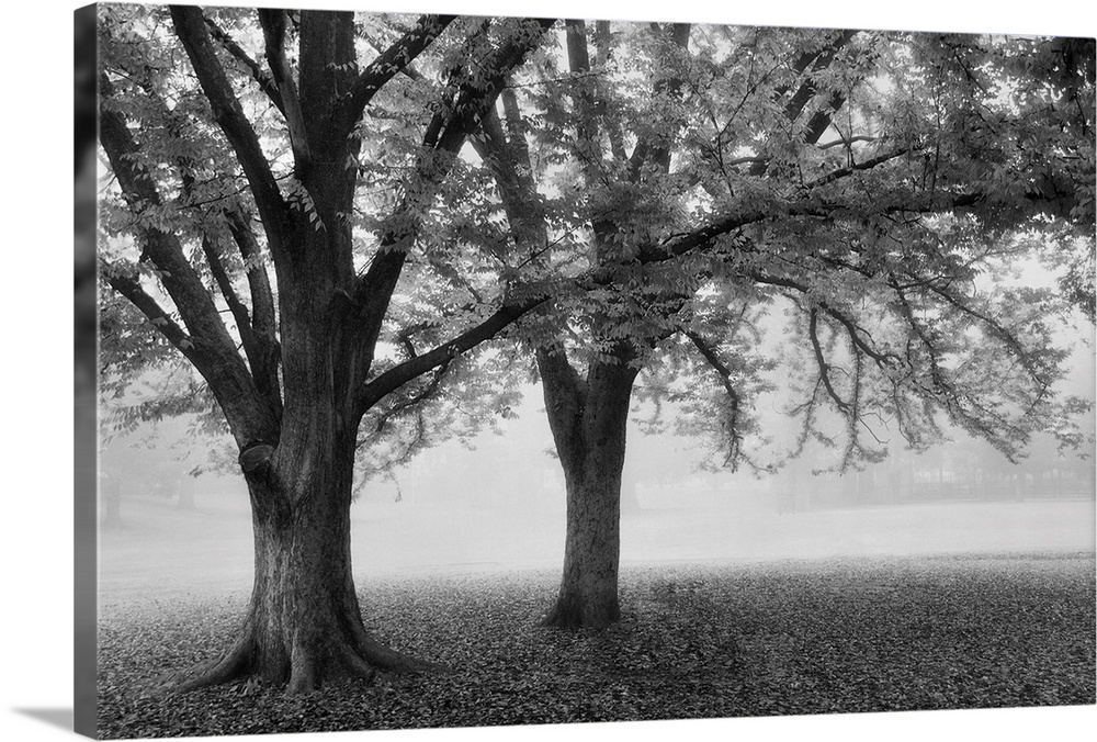 Black and white Tree
