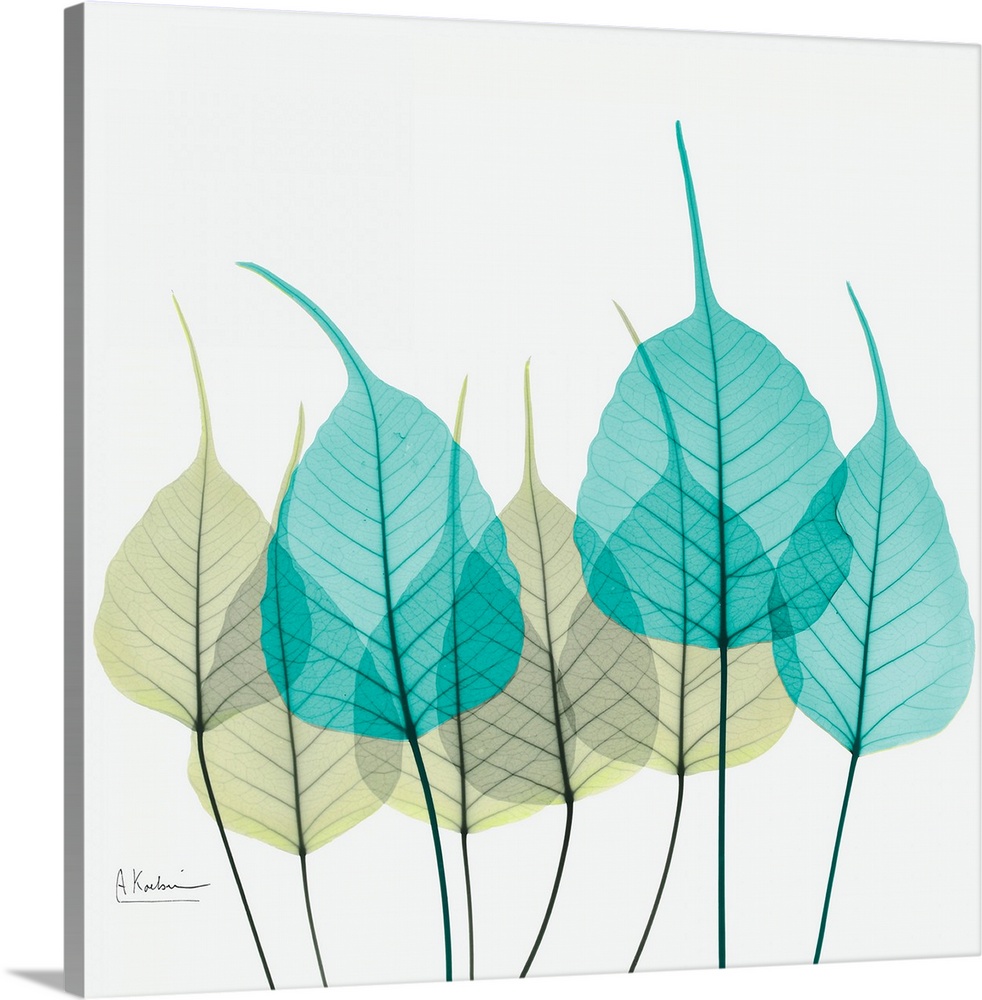 Giant, square fine art, X-ray photograph of a group of leaves in blues and greens on a solid white background.