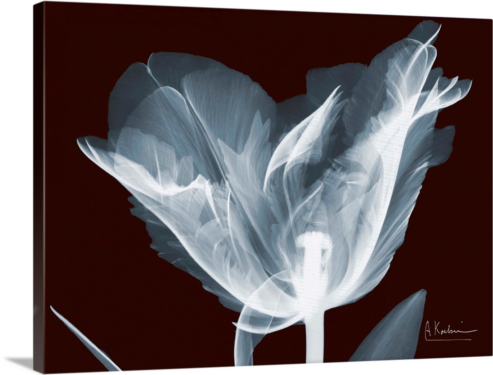 X-Ray photograph of a flower against a dark background.