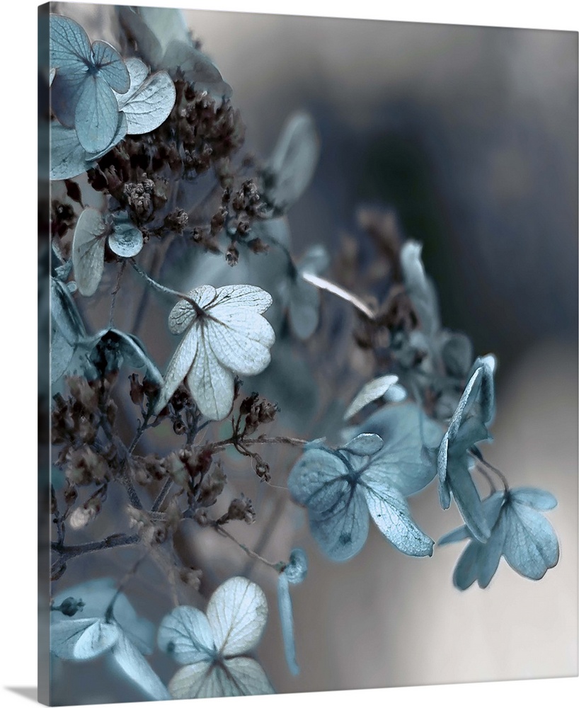 Close up photo of blue hydrangea flowers against a dark grey background.